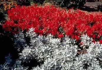 Fotky: Ciner�rie zahradn�, star�ek (foto, obrazky)