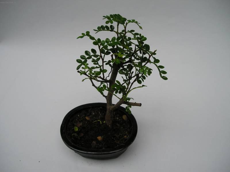 Fotky: ��nsk� pep� (foto, obrazky)