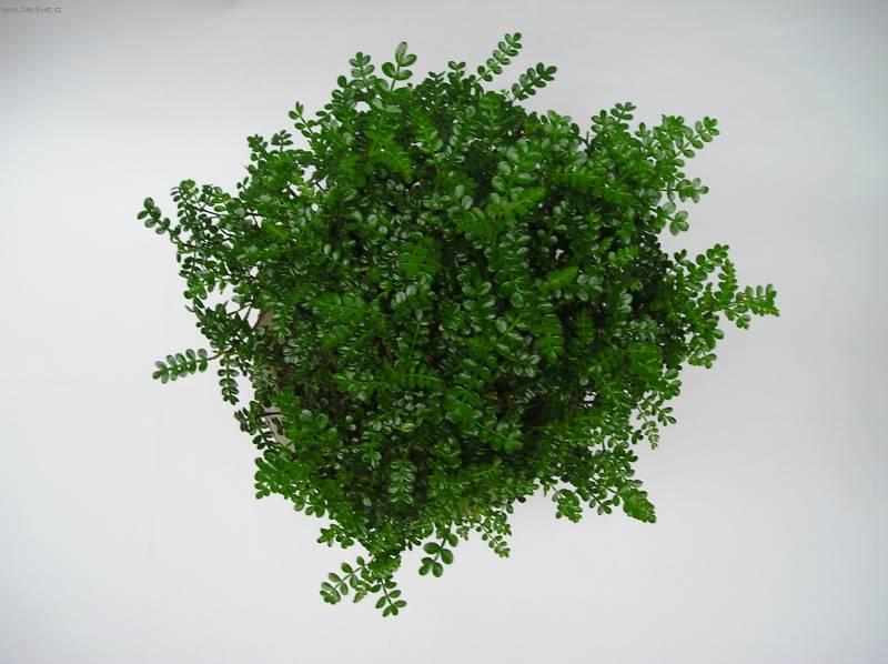 Foto: ��nsk� pep�-Z vlastn� sb�rky