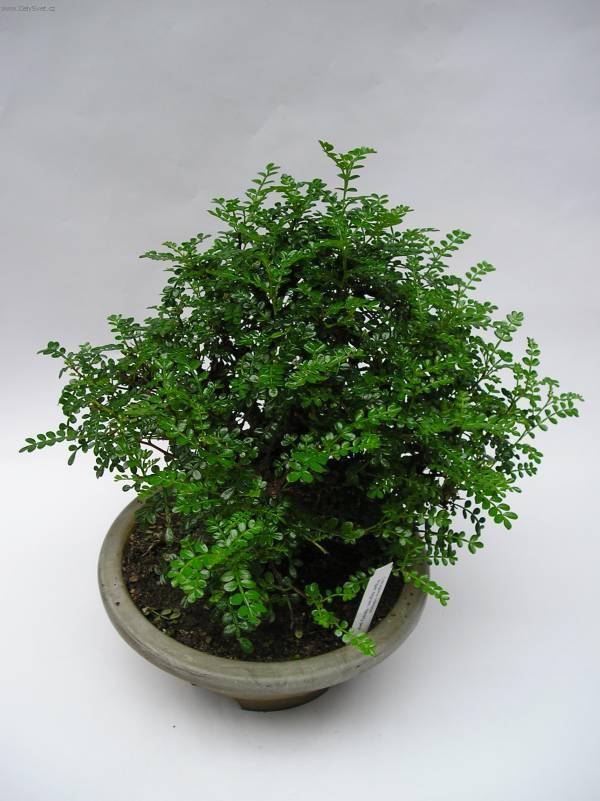 Fotky: ��nsk� pep� (foto, obrazky)