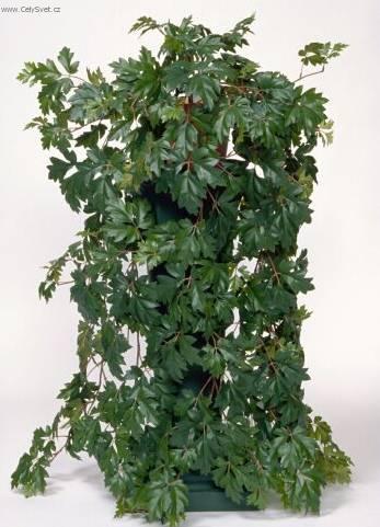 Foto: Cisus, �umen