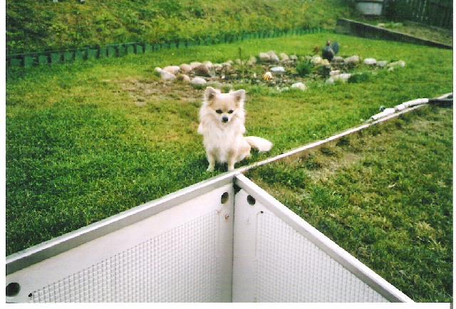 Fotky: �ivava (foto, obrazky)