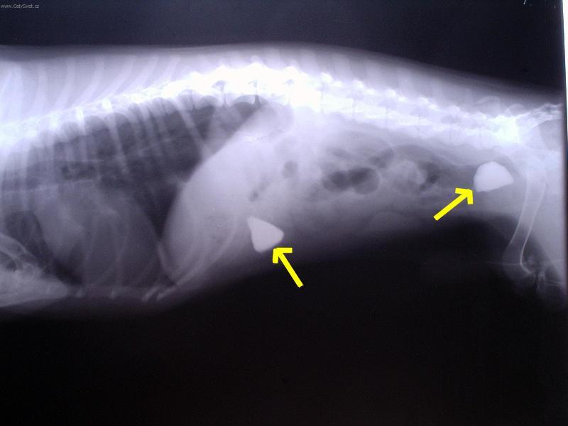 Fotky: Ciz� t�lesa v za��vac�m traktu a kostn� trus. (foto, obrazky)