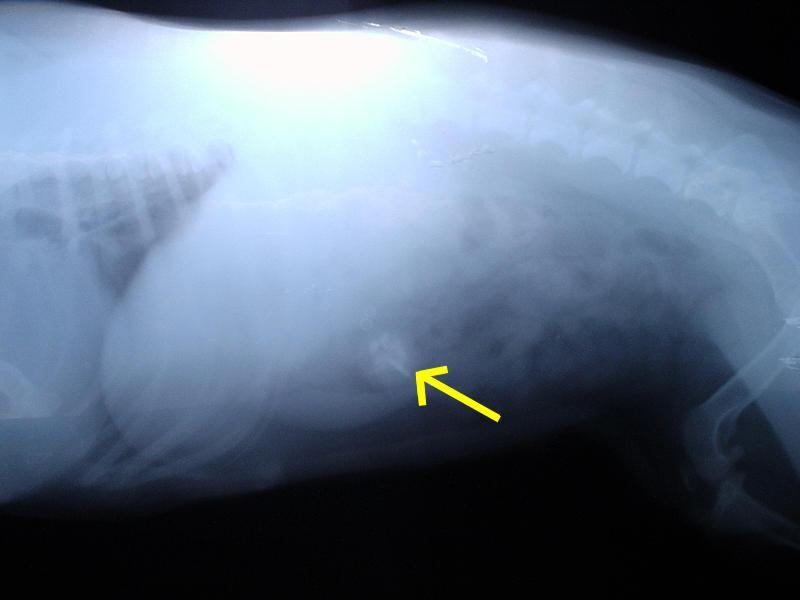 Fotky: Ciz� t�lesa v za��vac�m traktu a kostn� trus. (foto, obrazky)