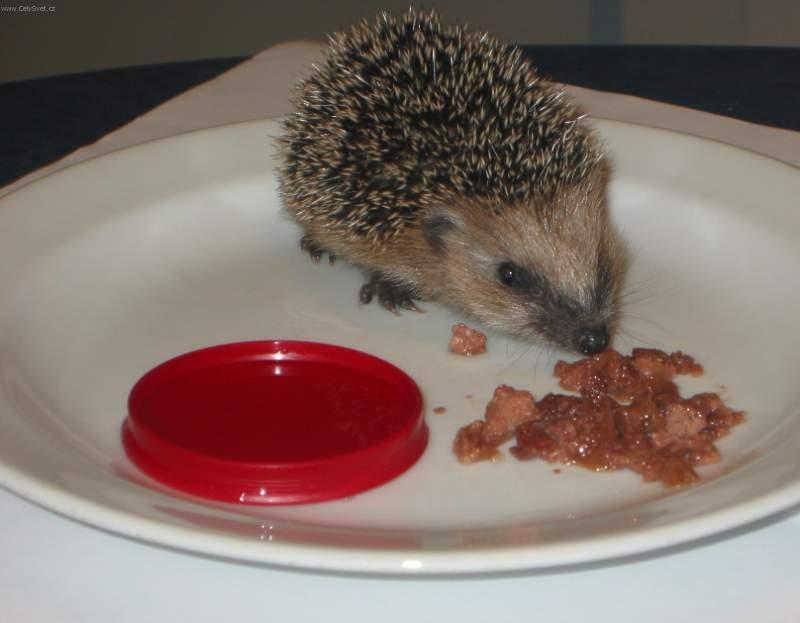 Fotky: Co ud�lat pro nalezen�ho je�ka? (foto, obrazky)