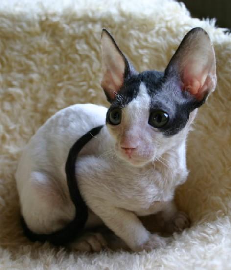 Foto: Cornish Rex-CHS: z Valimaru *Cz