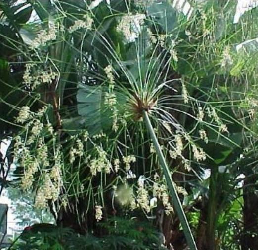 Fotky: Cyperus, ��chor (foto, obrazky)