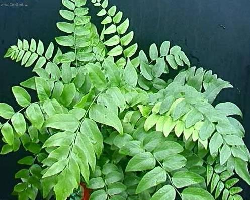 Fotky: Cyrtomium, srpovice (foto, obrazky)