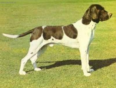 Fotky: D�nsk� oha� kr�tkosrst� (foto, obrazky)