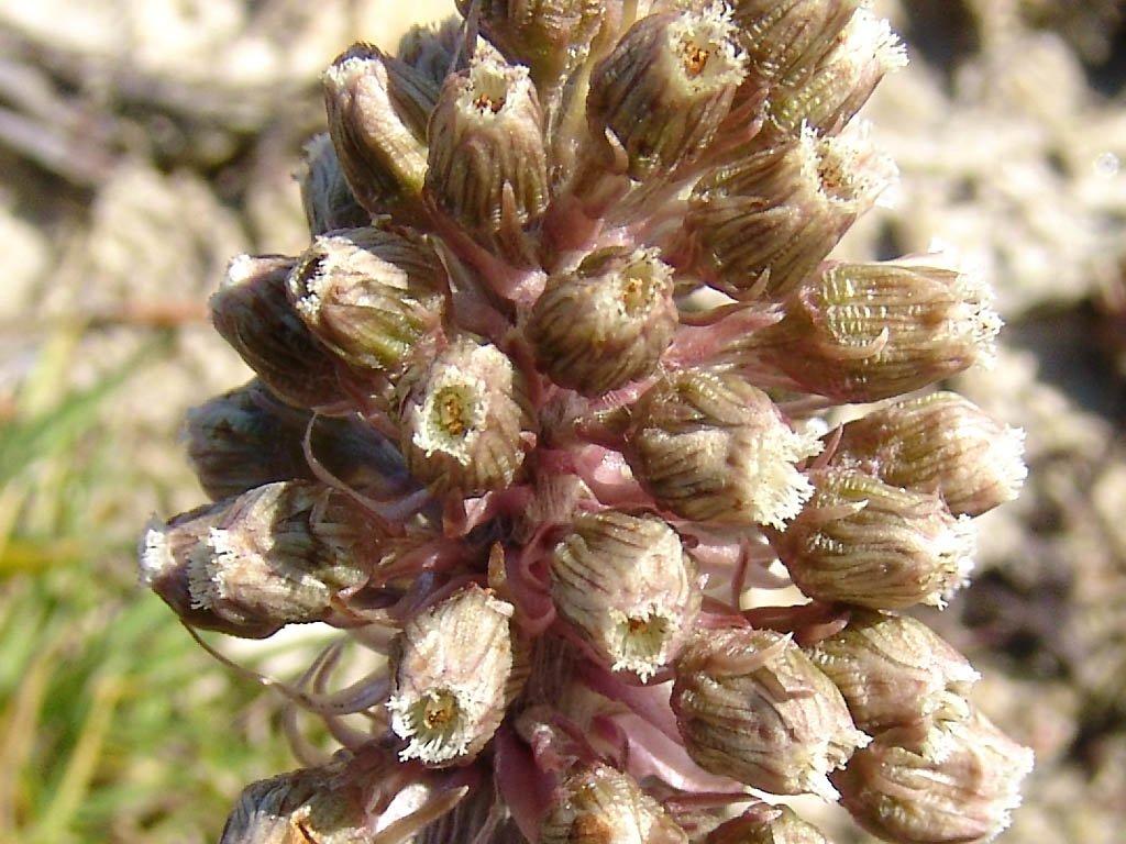 Foto: Dev�tsil L�ka�sk�