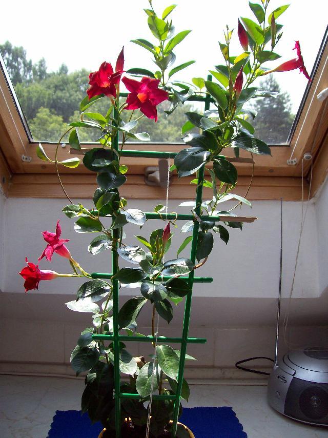 Fotky: Diplad�nie (foto, obrazky)