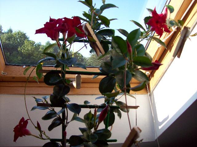 Fotky: Diplad�nie (foto, obrazky)