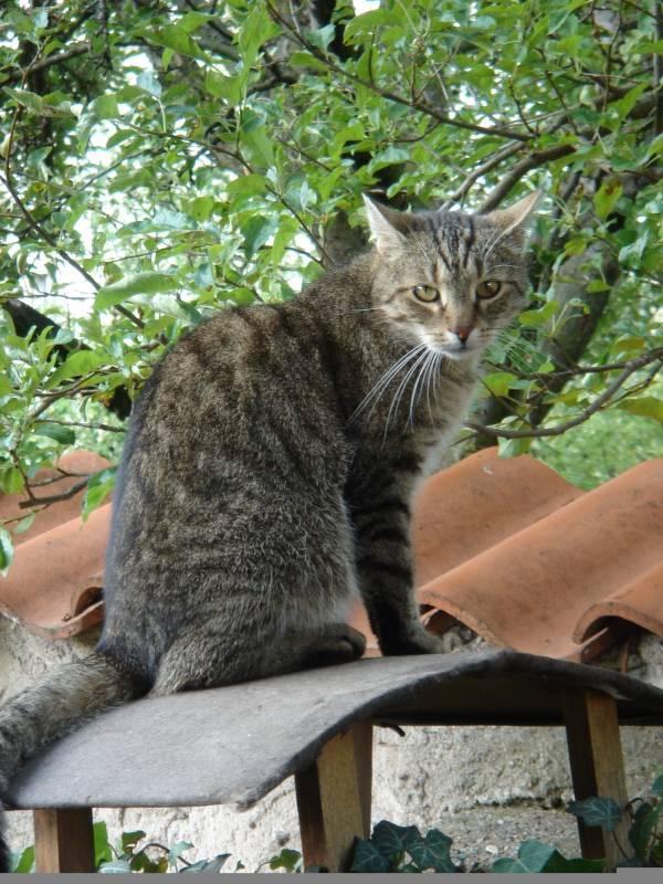 Foto: Dom�c� ko�ky-Chovatel: Mayda