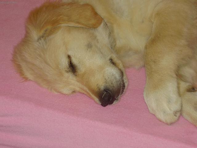 Fotky: Dom�c� pes (foto, obrazky)