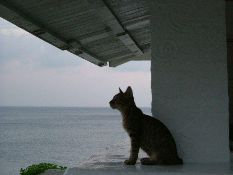 Foto: Dovolen� s ko�i�kou, zahrani��