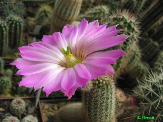 Foto: Echinocereus-Pestitel: Petr Sch�n