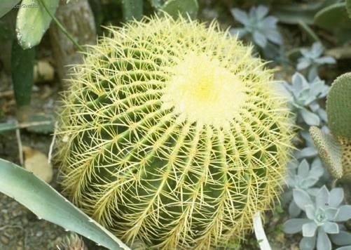 Foto: Echinokaktus Gruzona