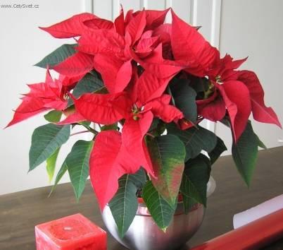 Fotky: Pry�ec n�dhern�, v�no�n� hv�zda, poinsetie (foto, obrazky)