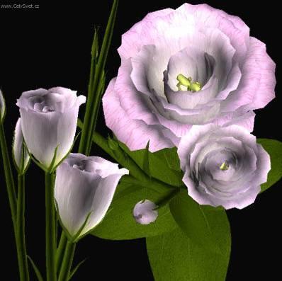 Fotky: Eustoma, j�cnovka (foto, obrazky)