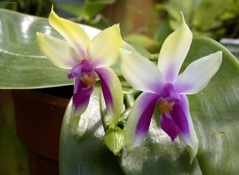 Fotky: Faleponis, m�rovec (foto, obrazky)