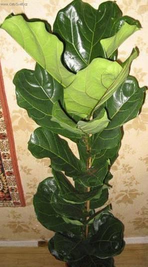 Foto: Fikus lirovidn�