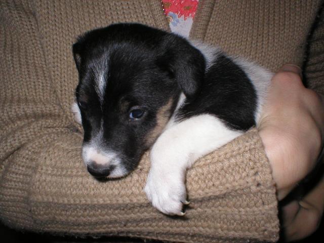 Fotky: Foxteri�r hladkosrst� (foto, obrazky)