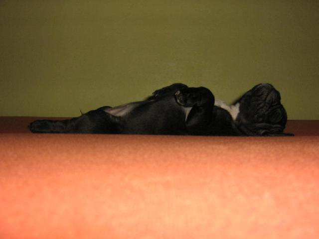 Fotky: Francouzsk� buldo�ek (foto, obrazky)