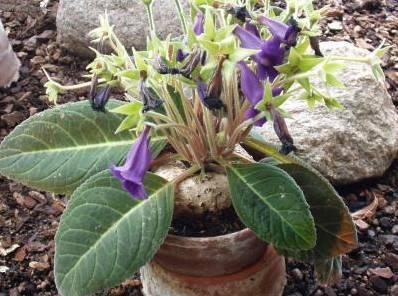 Fotky: Glox�nie (foto, obrazky)