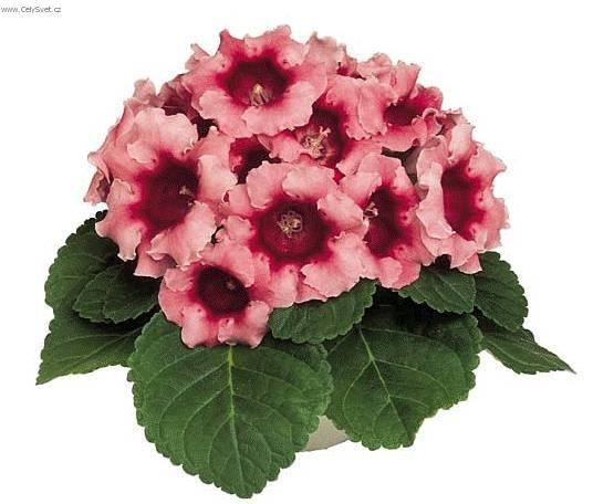 Fotky: Glox�nie (foto, obrazky)