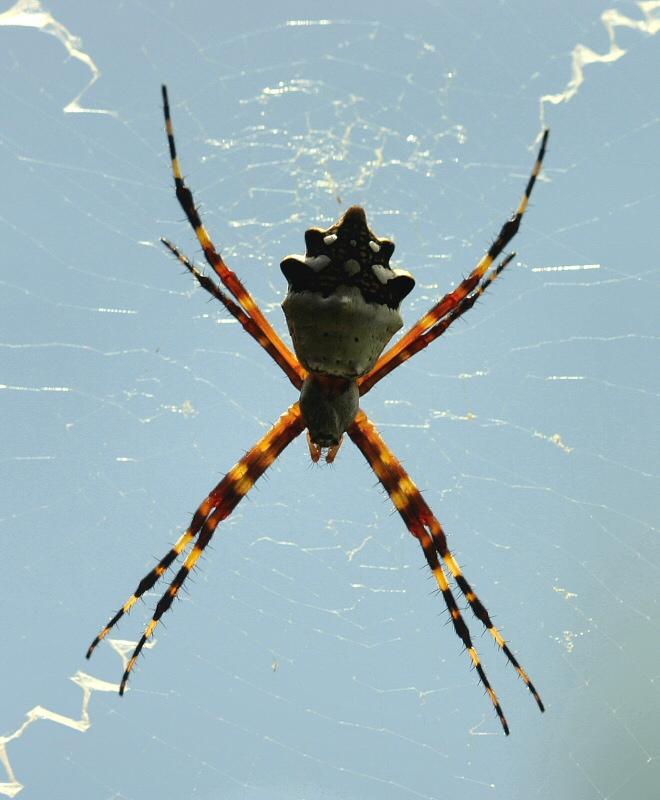 Foto: Grenada-Spider