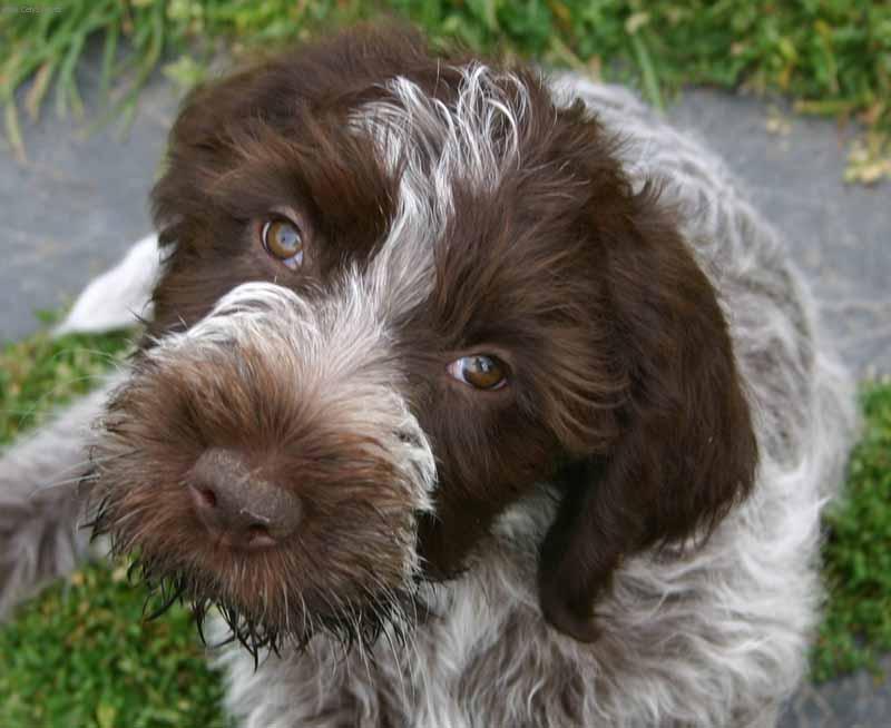 Fotky: Griffon d�Arret � Poil Dur (foto, obrazky)