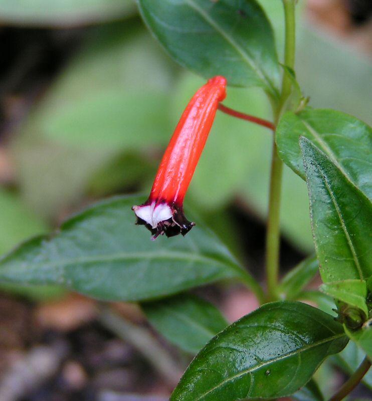 Fotky: Hlazenec ohniv�, kufea (foto, obrazky)