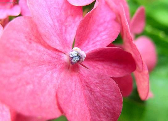 Fotky: Hortenzie velkolist� (foto, obrazky)