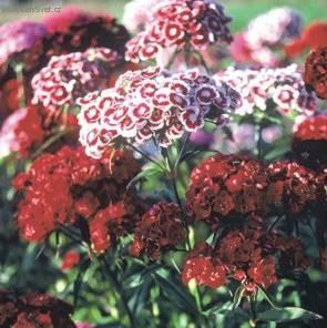 Fotky: Hvozdik bradat� (foto, obrazky)