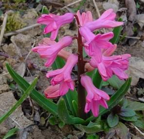 Fotky: Hyacint v�chodn� (foto, obrazky)