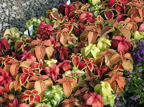 Foto: Hypoestes,  podrostovka