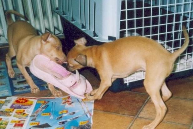 Fotky: Italsk� chrt�k (foto, obrazky)