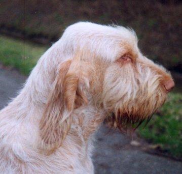 Foto: Italsk� spinone-CHS: Mantenere una Promessa. Majitel: info@spinone.nl