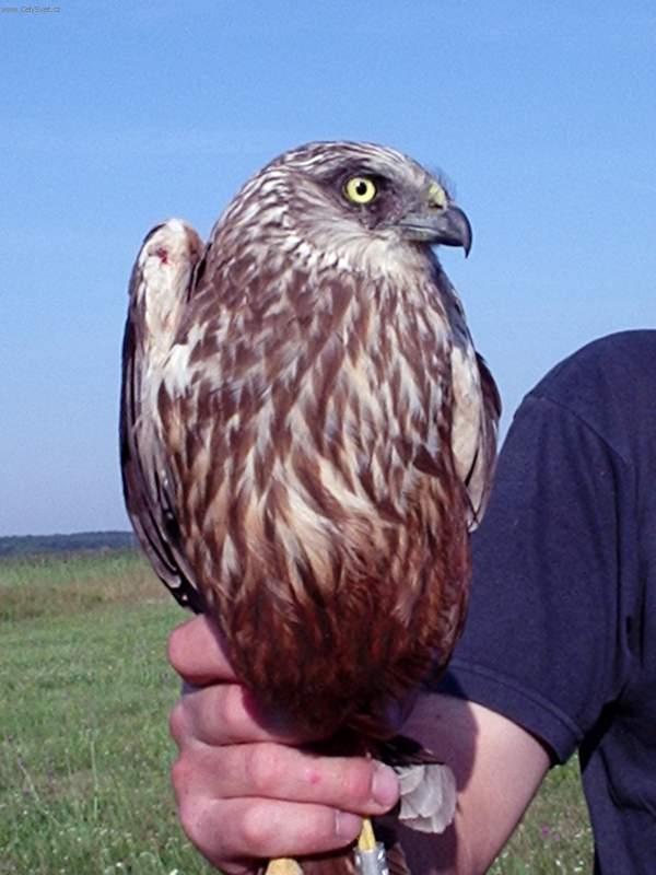 Fotky: Jak se postarat o poran�n�ho �ivo�icha? (foto, obrazky)