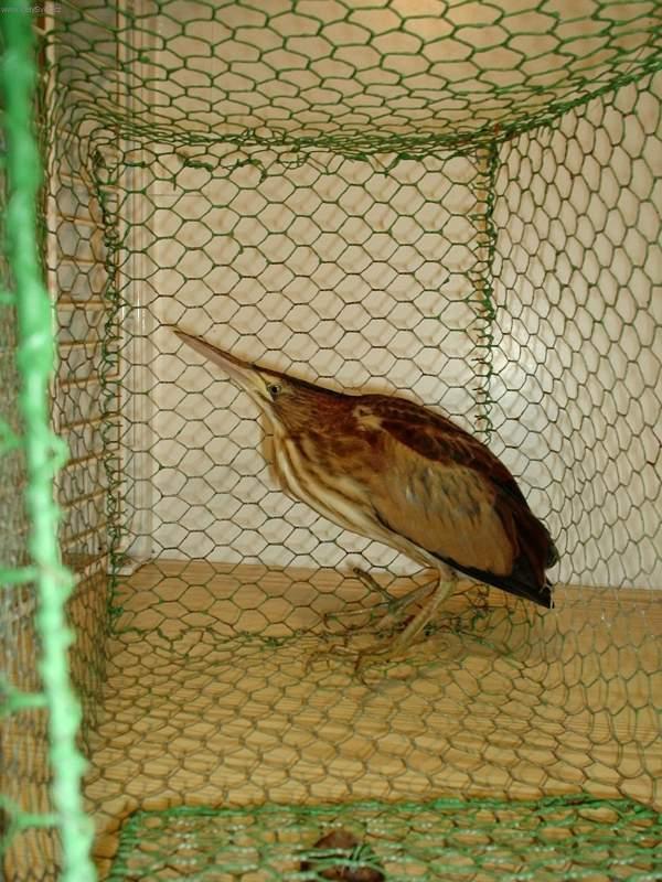 Fotky: Jak se postarat o poran�n�ho �ivo�icha? (foto, obrazky)