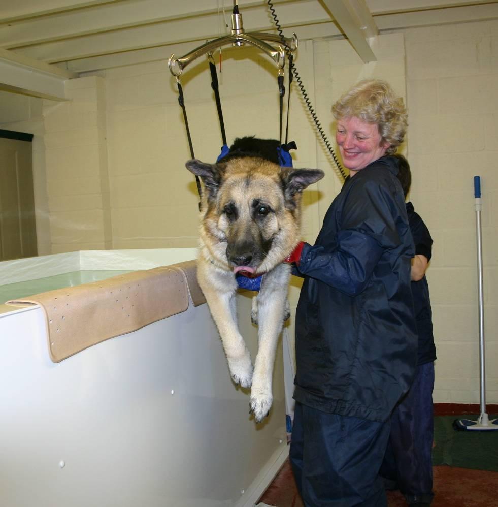 Fotky: Jak se starat o pejska s kloubn�mi pot�emi (foto, obrazky)