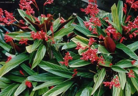 Foto: Jelen� jazyk