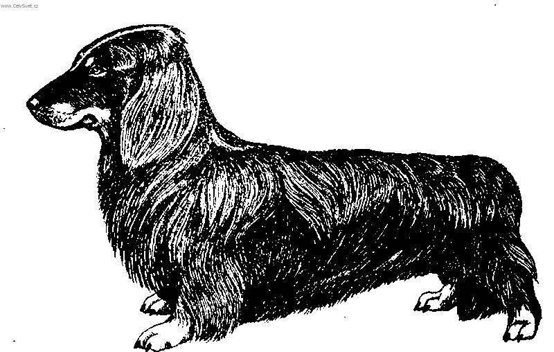 Fotky: Jezev��k (foto, obrazky)