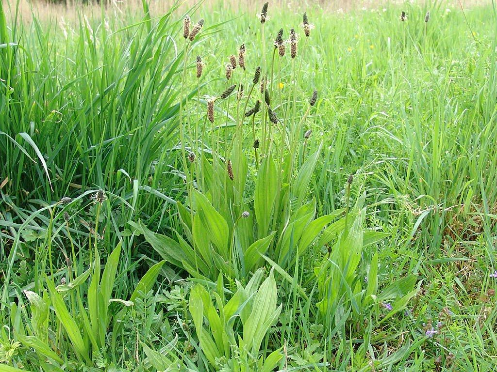 Fotky: Jitrocel Kopinat� (foto, obrazky)