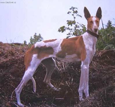Fotky: Kan�rsk� podenco (foto, obrazky)