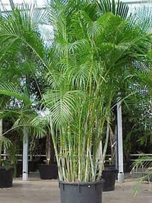 Fotky: Chrysalidokarpus na�loutl� (foto, obrazky)