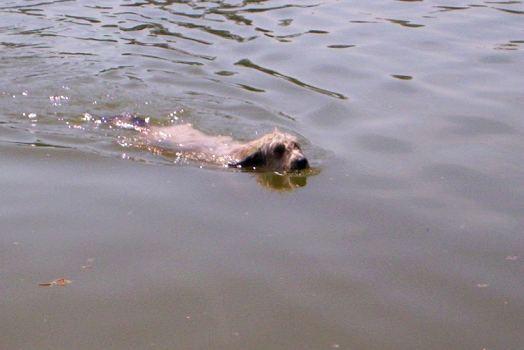 Fotky: Katal�nsk� ov��k (foto, obrazky)