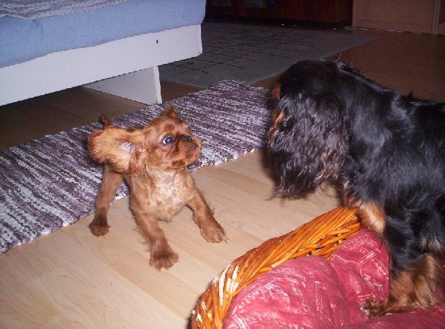 Fotky: King Charles �pan�l (foto, obrazky)