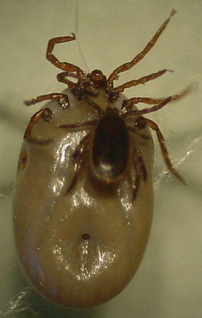 Fotky: Kl횝ata a Boreli�za (foto, obrazky)