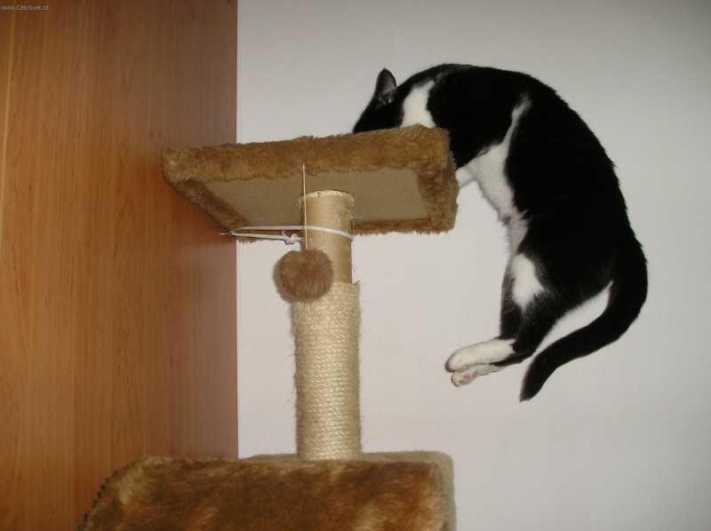 Fotky: Ko�ka dom�c� (foto, obrazky)